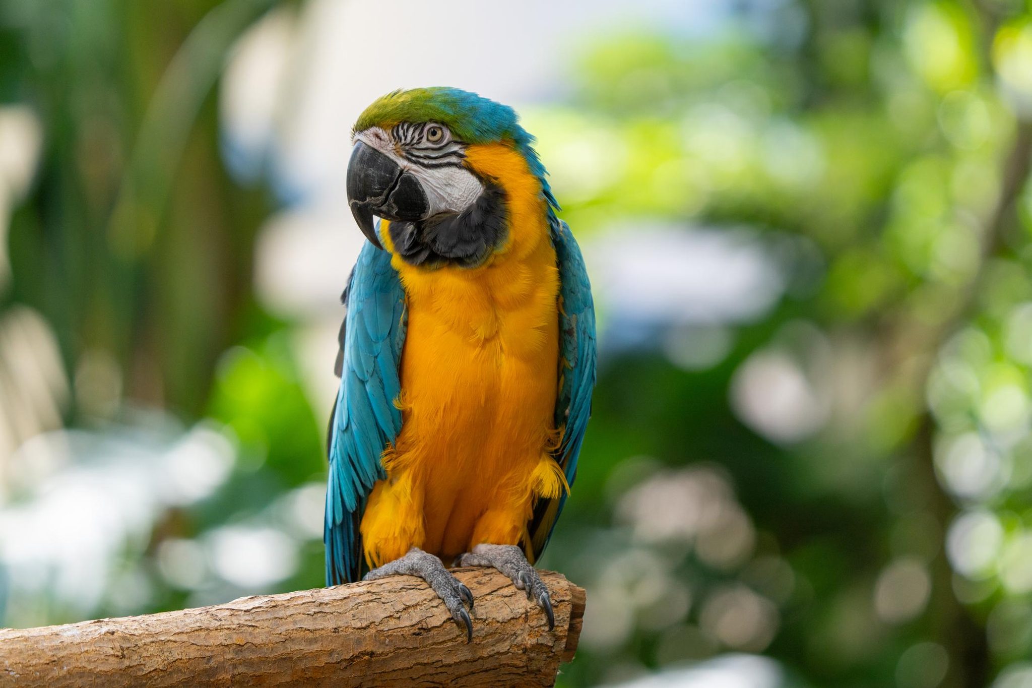 Home - Parrot World Guide