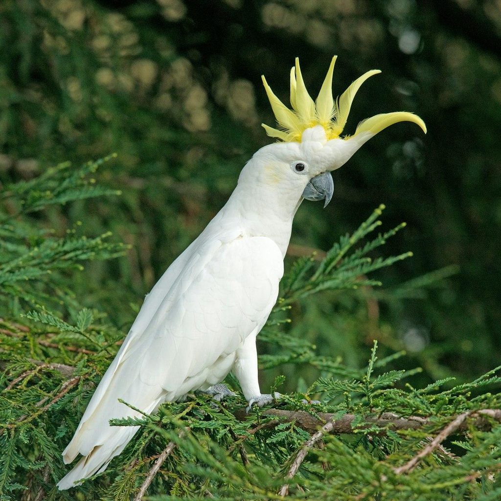 Home - Parrot World Guide